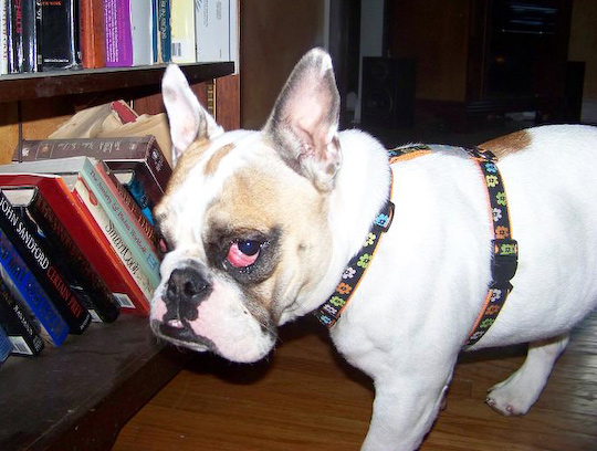 Thursday 13 The Bad Breeder's List of Excuses, Part 2 nina11b Thursday 13 The Bad Breeder's List of Excuses, Part 2