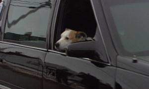 James Delorey's dog, Chance, sits in the front passenger seat of the hearse carrying the boy's casket to church on Monday. ns chance hearse Friday Zen A Christmas Angel & His Dog