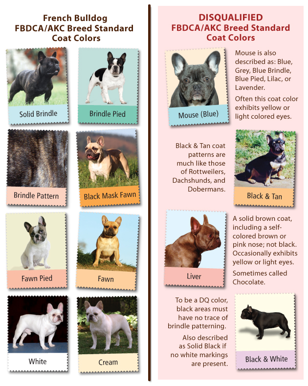  French Bulldog Color Chart of all time Don t miss out 